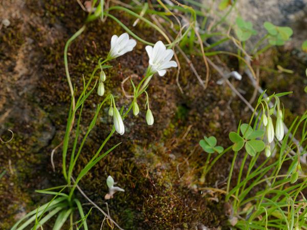 <h3><a href="/trips/kreta/biota/plantae/tracheophyta/liliopsida/liliales/liliaceae/gagea graeca/gagea graeca-nl.html">Gagea&nbsp;graeca</a> /  / </h3>OM-1 Mark II met OLYMPUS M.150-400mm F4.5, 1/640 sec  bij F7.1, ISO 2000, afstand 1.98&nbsp;m